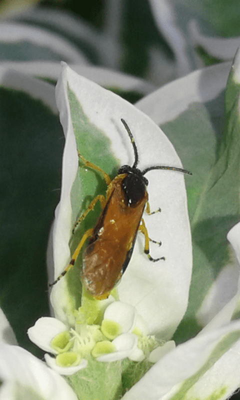 Tenthredinidae : Athalia sp.?